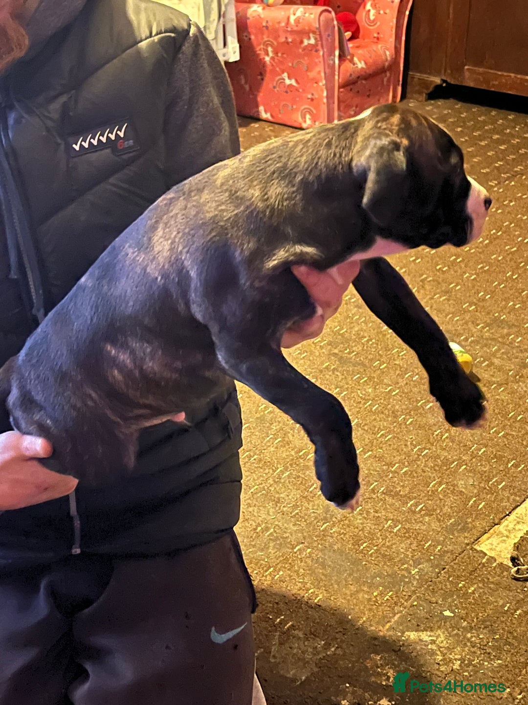 Mixed Breed dogs for sale: Staff x American bully male puppy  - Advert 6