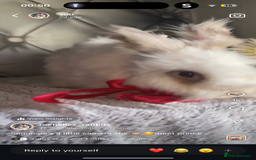 Angora rabbits for sale: (Not neutred) handsome pedigree imported Angora  - Image 2