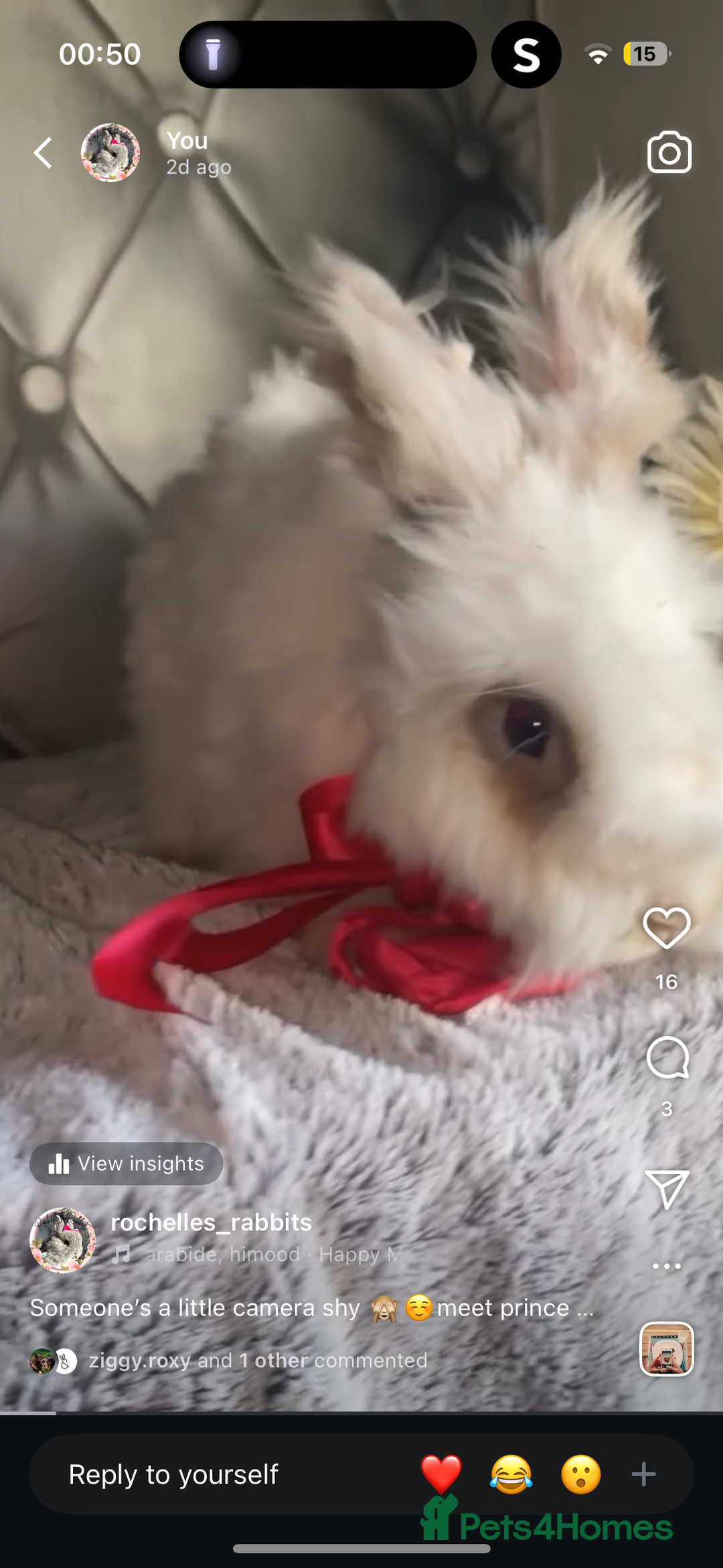 Angora rabbits for sale: (Not neutred) handsome pedigree imported Angora  - Image 2