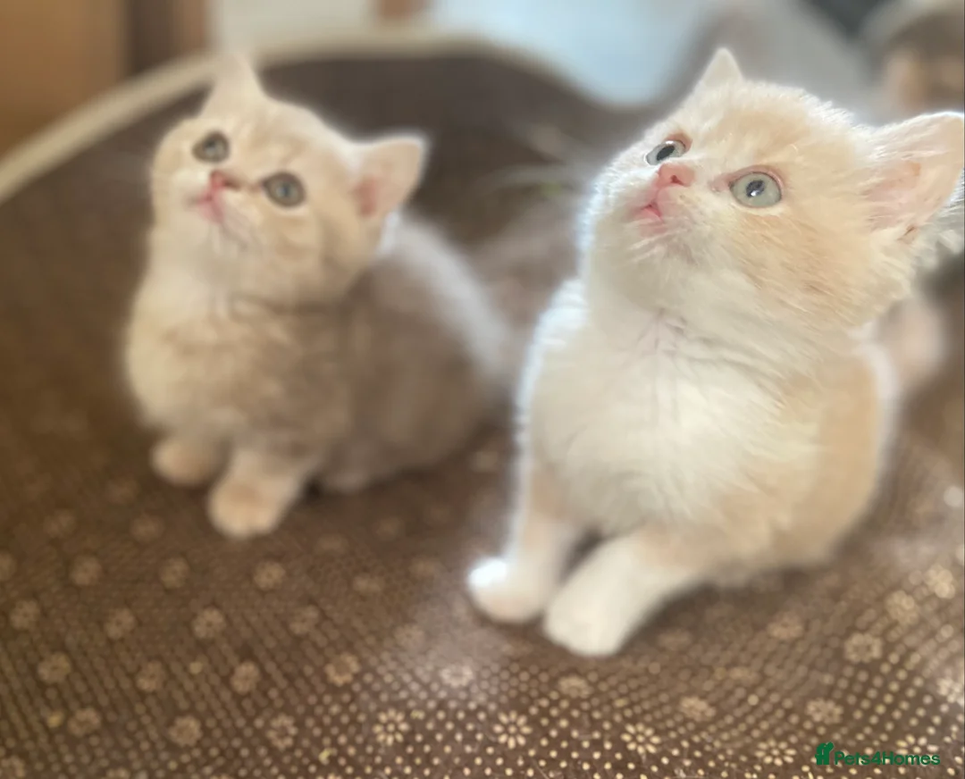 Munchkin cats for sale: Full Pedigree Munchkin Kittens - Advert 6