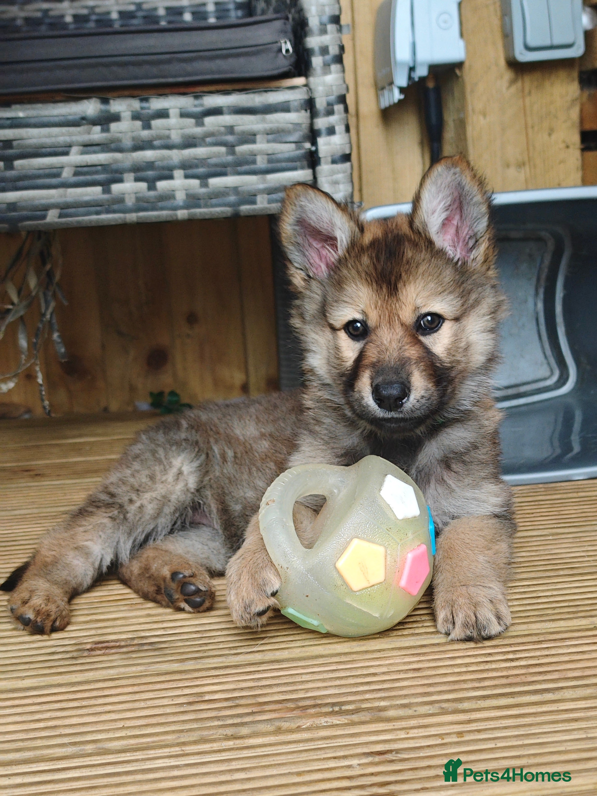 German Shepherd Puppy 5 Green Collar Girl Amy