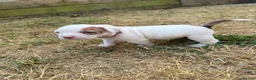 American Bully dogs for sale: Pocket Bullies only 3 girls 1 boy left  in Addlestone - Advert 20