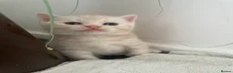 Scottish Fold cats for sale: Scottish fold kittens for sale  - Advert 16