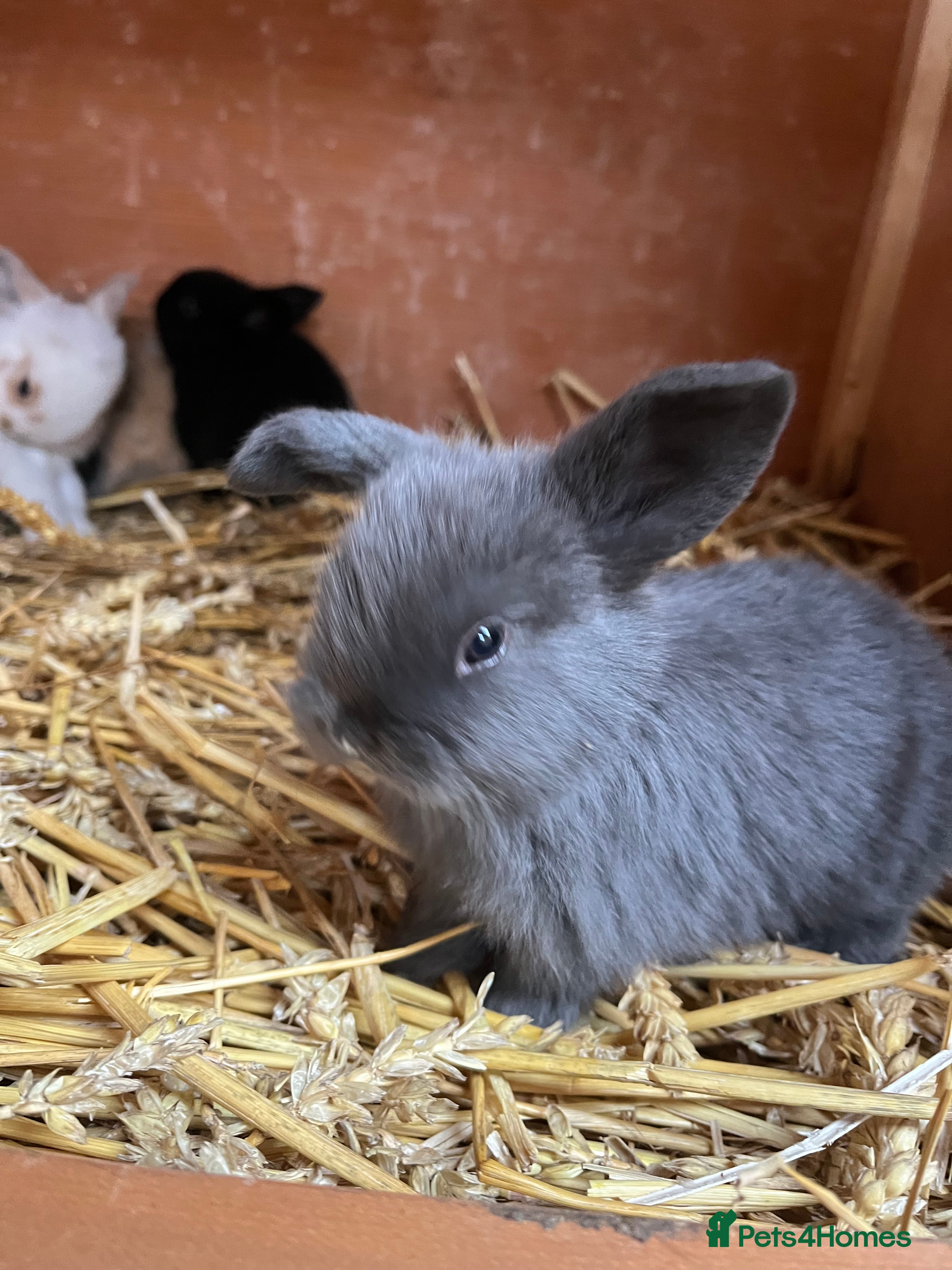 Mini Lop rabbits Beautiful Mini Lop kits  - Advert 1