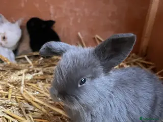 Mini Lop rabbits Beautiful Mini Lop kits - Advert 9