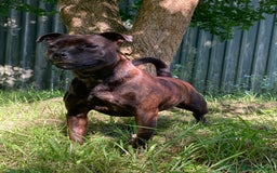 Staffordshire Bull Terrier dogs for sale: Beautiful kc reg.red brindle & white puppies - Image 18