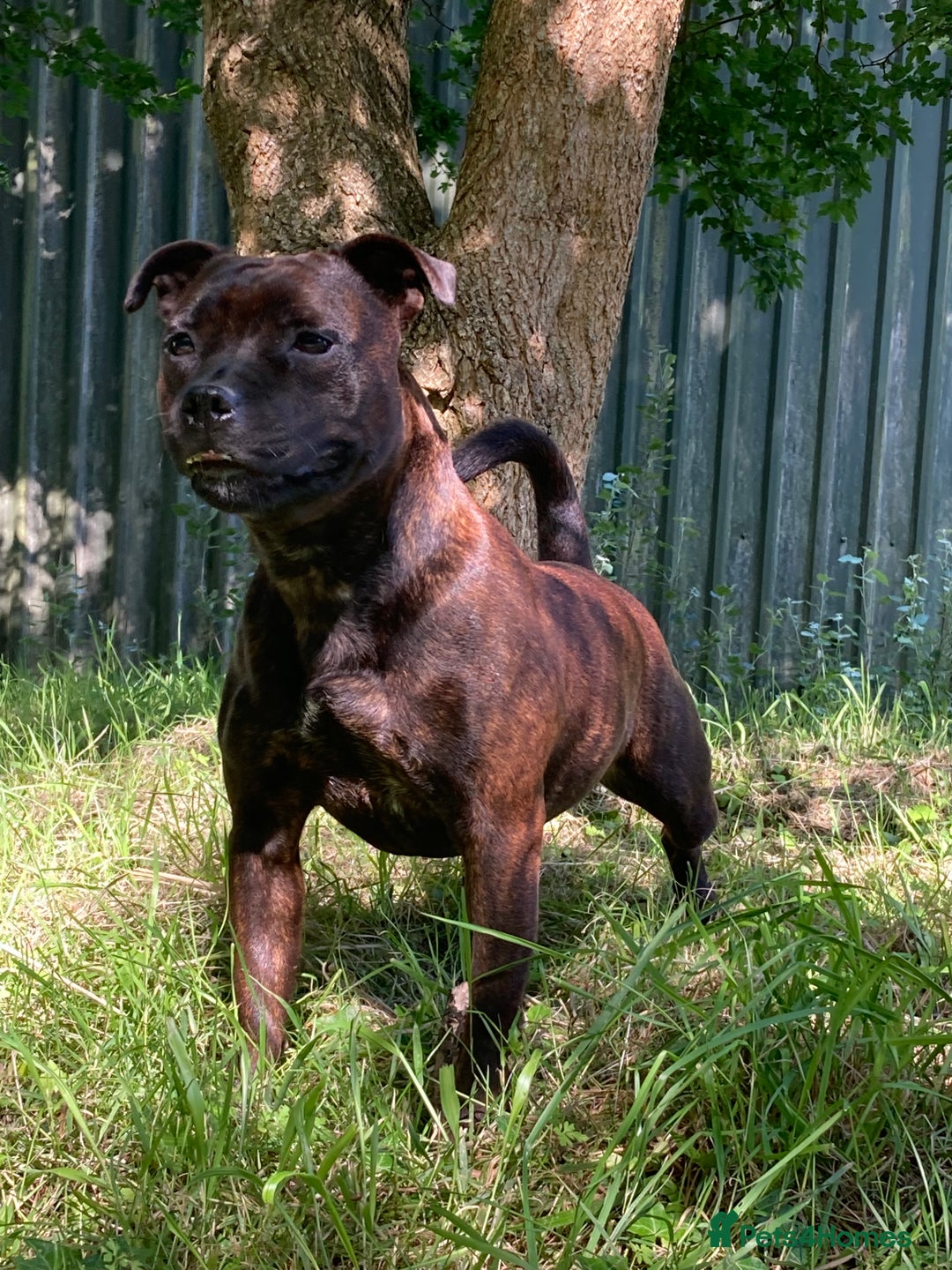 Staffordshire Bull Terrier dogs for sale: Beautiful kc reg.red brindle & white puppies - Image 18