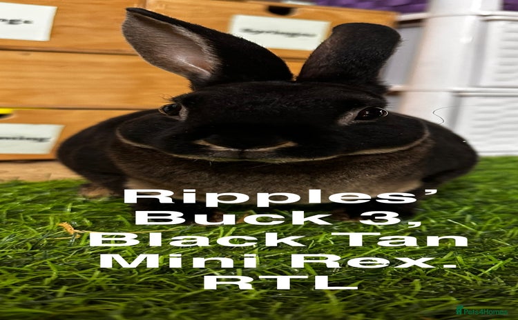 Rex rabbits - Advert 13