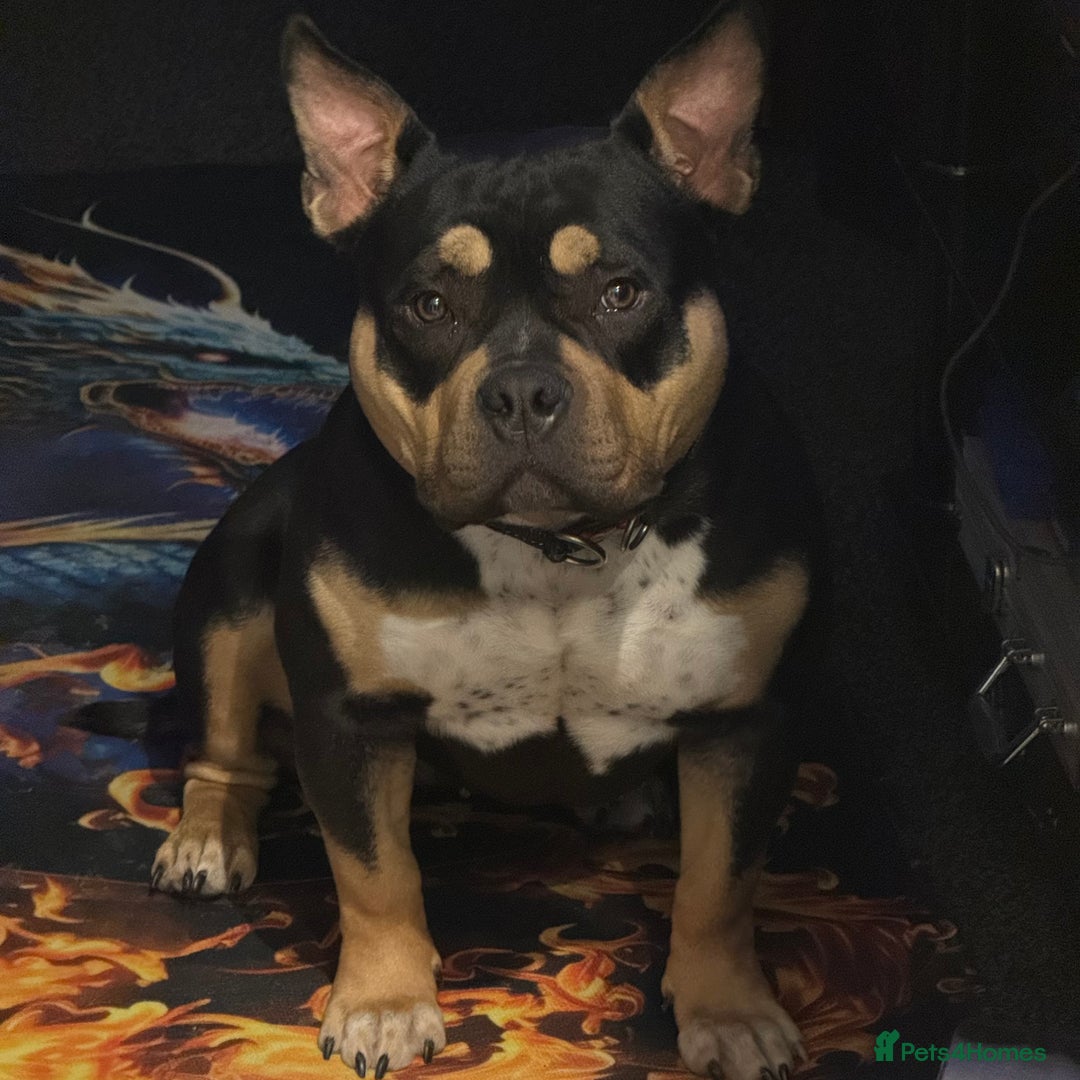 American Bully dogs for sale: Abkc Reg Female American Pocket Bully - Advert 7