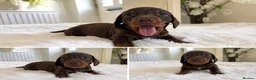 Dachshund dogs for sale: 🐾 1 Chocolate and tan boy left!!  🐾 - Advert 16