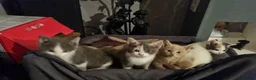 Mixed Breed cats for sale: 5 stunning kittens looking for  there new homes  - Advert 11