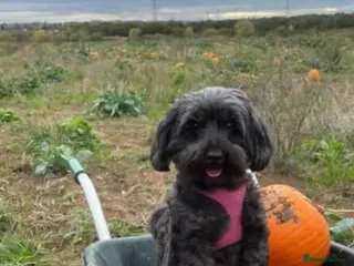 Mixed Breed dogs Last 2 puppies for sale. Shihpoo x mini dachshund - Advert 2