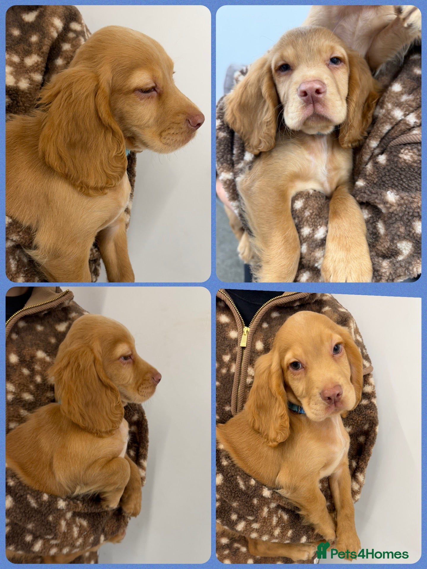 Cocker Spaniel dogs KC Registered Cocker Spaniels - Advert 1