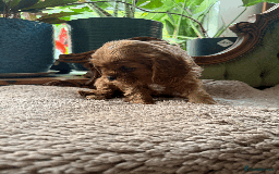 Cavalier King Charles Spaniel dogs for sale: READY NOW CavalierKingsCharlesSpaniel boy  - Image 6