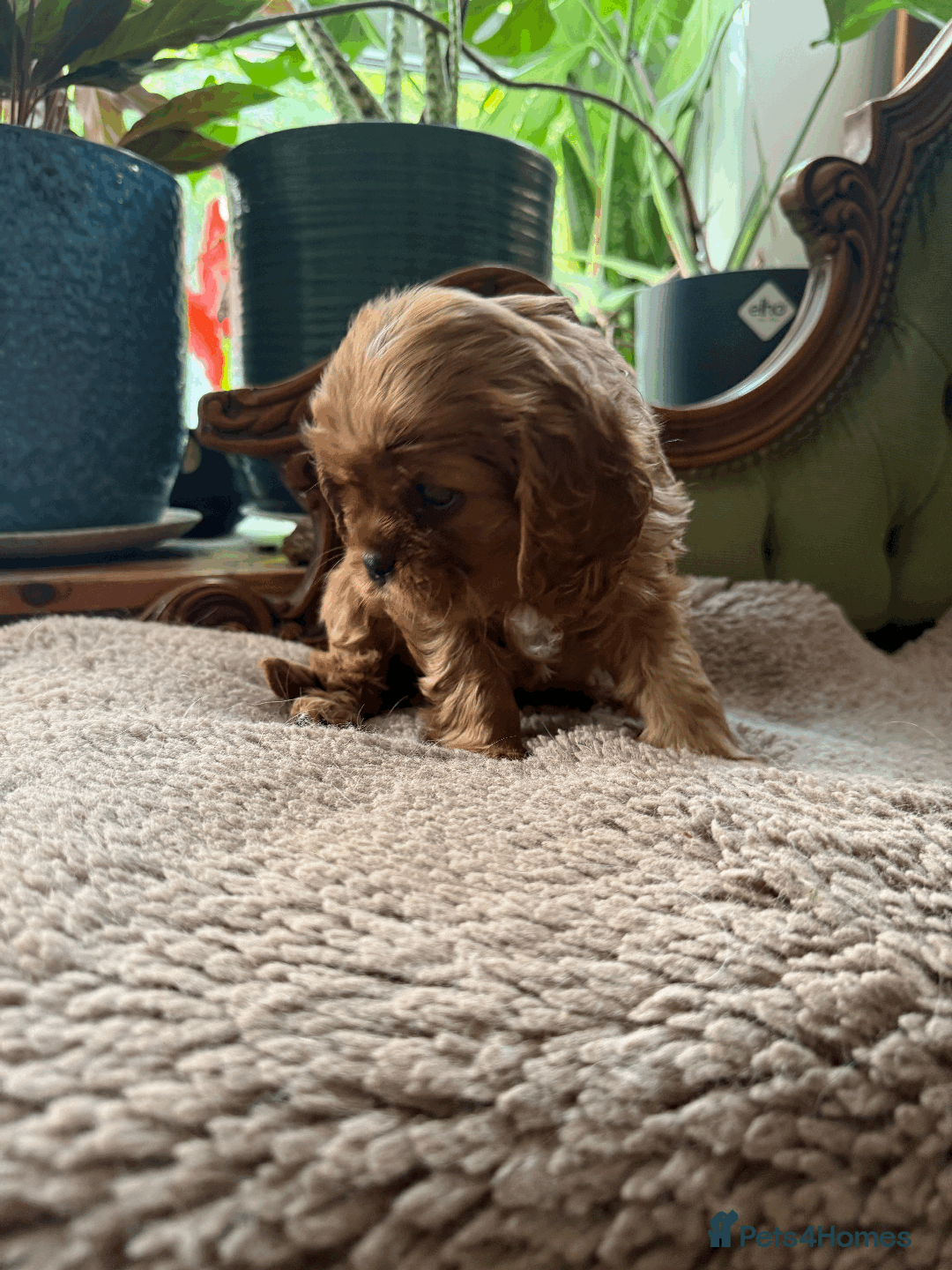 Cavalier King Charles Spaniel dogs for sale: READY NOW CavalierKingsCharlesSpaniel boy  - Image 6