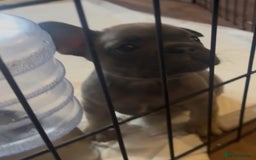 Mixed Breed dogs for sale: 2 Beautiful female Frenchie/Staffie pups  - Image 3