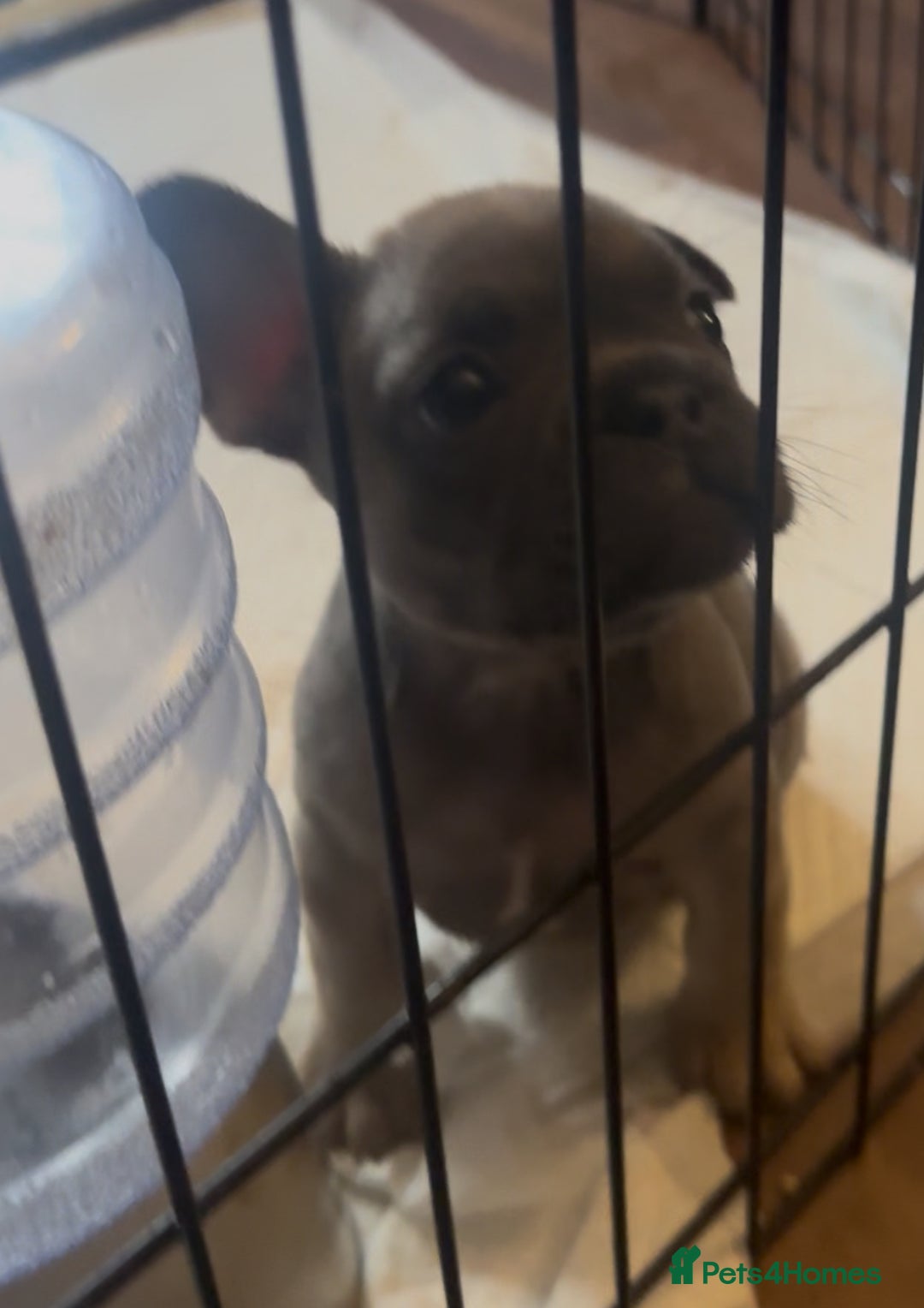 Mixed Breed dogs for sale: 2 Beautiful female Frenchie/Staffie pups  - Image 3