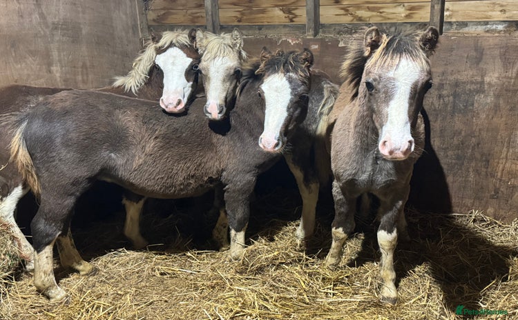 Welsh Section A horses Homes saught for the Welsh Babies  - Advert 1