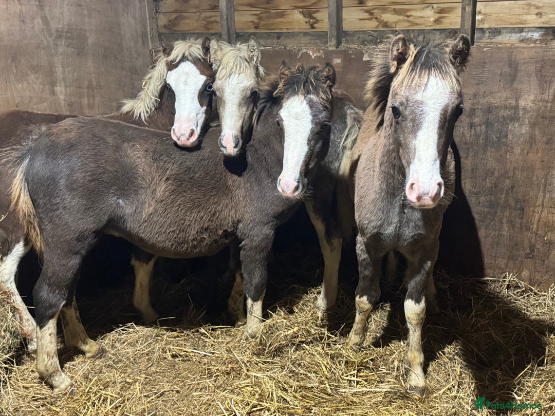 Welsh Section A horses for sale: Homes saught for the Welsh Babies  - Advert 2
