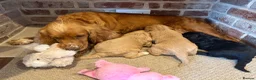 Cockapoo dogs for sale: Beautiful F1 Cockapoos in King's Lynn - Advert 3