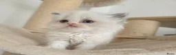 Persian cats for sale: Persian x Ragdoll girls in Bicester - Advert 1