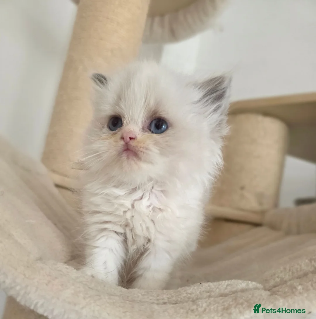 Persian cats for sale: Persian x Ragdoll girls in Bicester - Advert 1