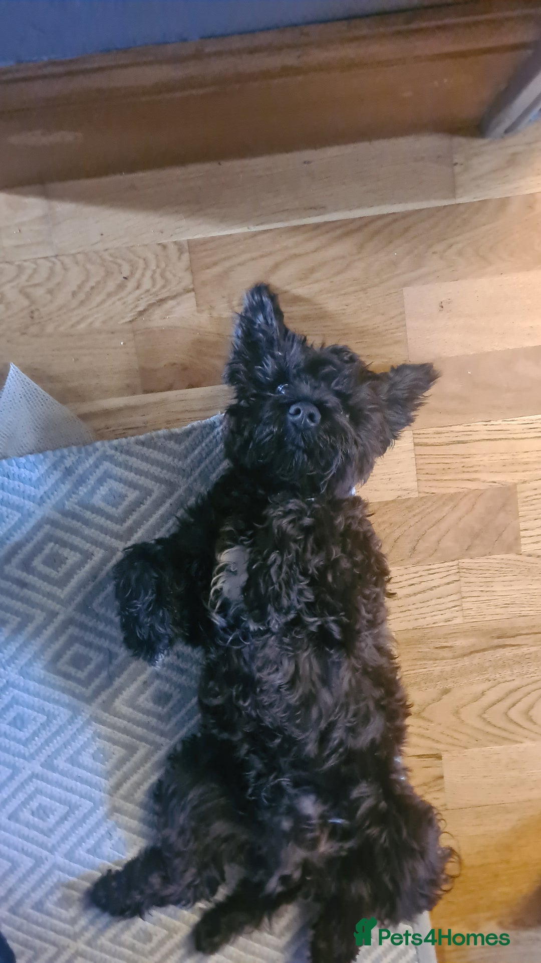 Miniature Schnauzer dogs for stud: Black Miniature schnauzer looking for girlfirend - Advert 10