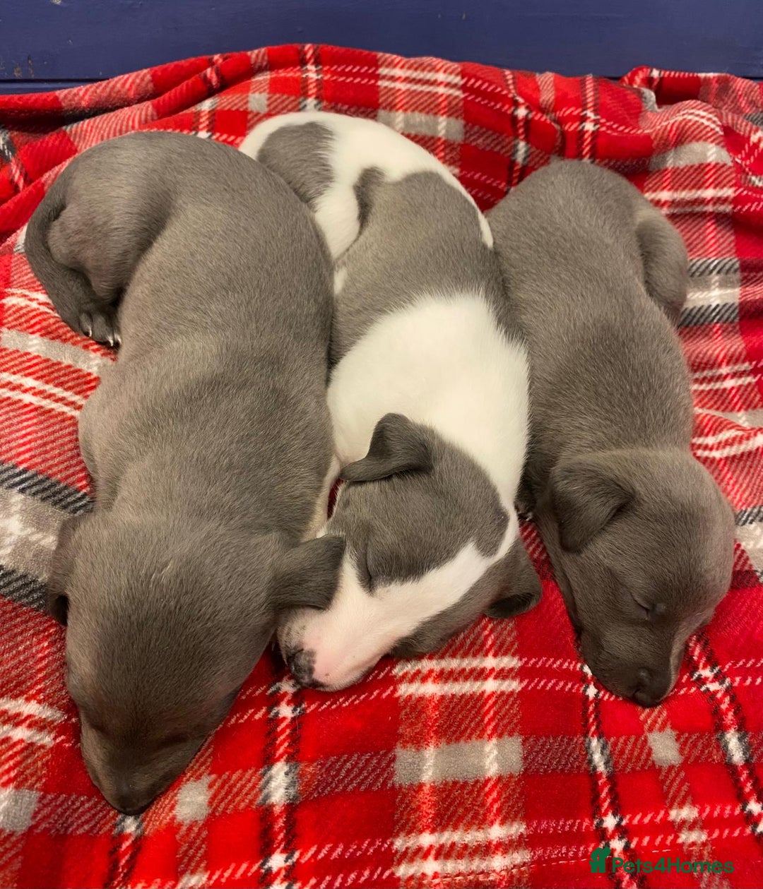 Whippet dogs for sale: Litter of 3 beautiful KC Whippets, Sheffield  - Advert 10