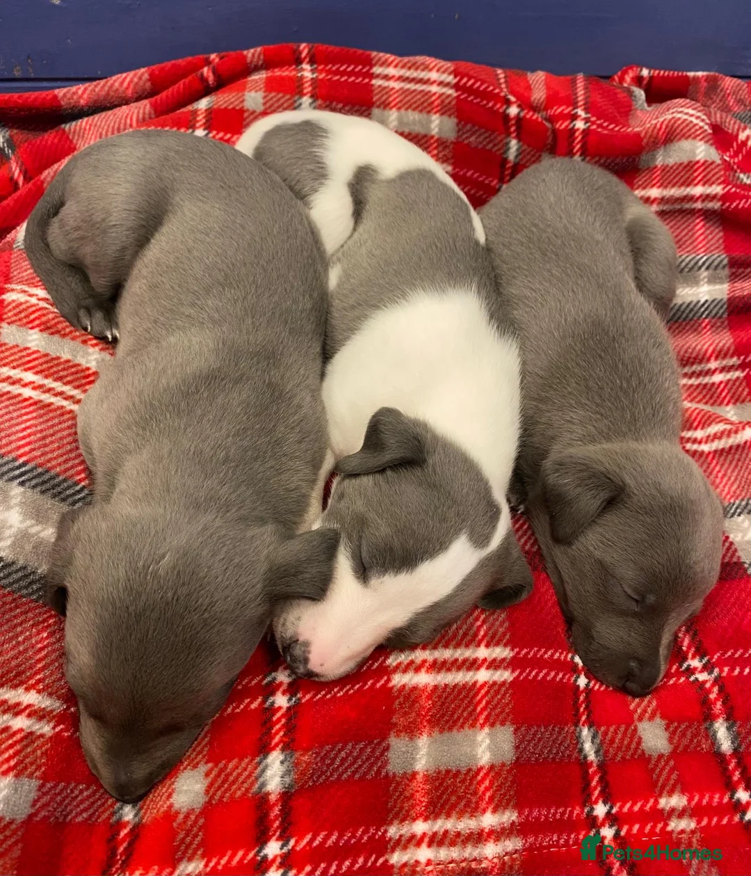 Whippet dogs for sale: Litter of 3 beautiful KC Whippets, Sheffield  - Advert 10