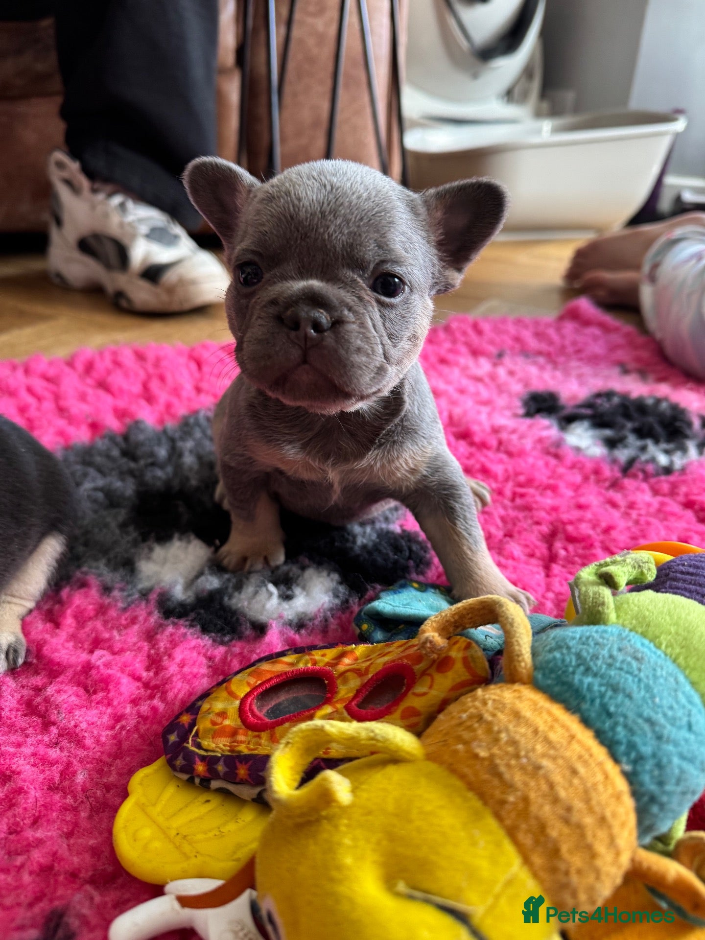 French Bulldog dogs HEALTH TESTED QUALITY FRENCH BULLDOG PUPPIES - Advert 1