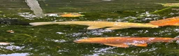 Koi Carp fish for sale: 6 Koi Carp plus 1 Tench - Advert 5