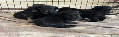 Miniature Schnauzer 4