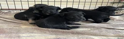 Miniature Schnauzer dogs for sale: Miniature schnauzer  - Advert 10