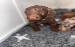 Cockapoo dogs for sale: F1 Cockapoo puppies  - Image 24