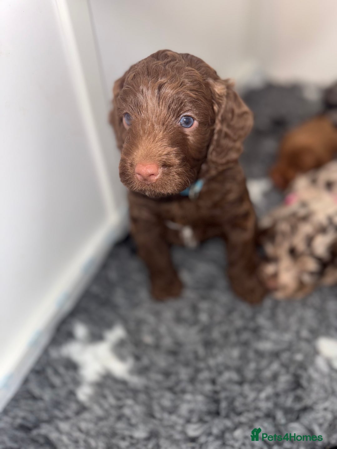 Cockapoo dogs for sale: F1 Cockapoo puppies  - Image 24