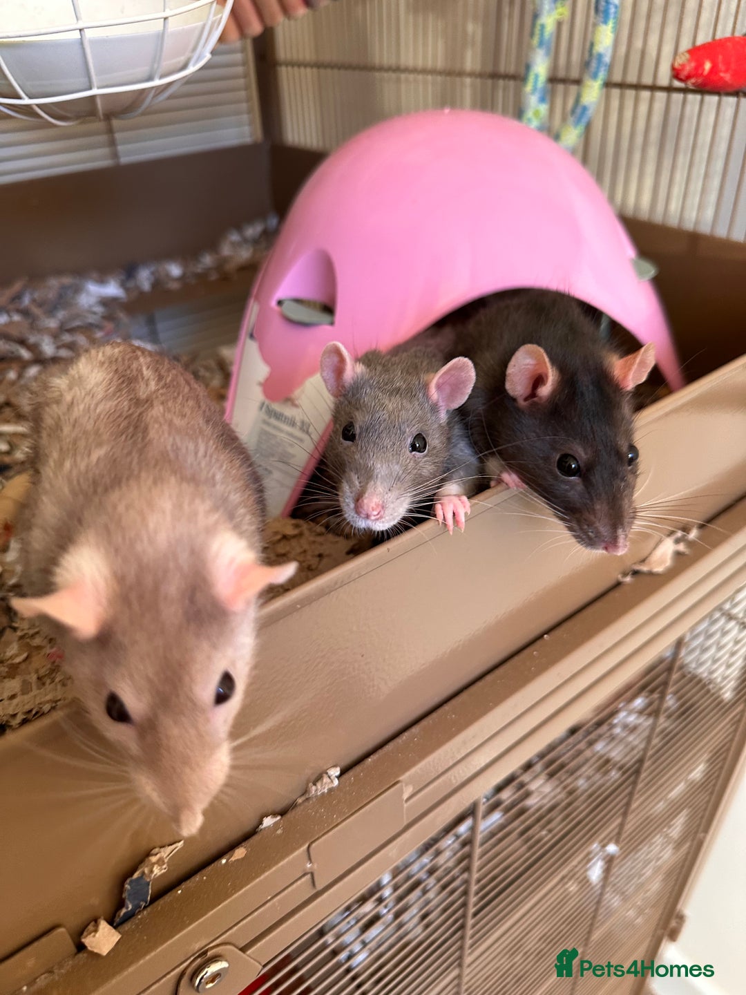 Rat rodents for sale: Three female rats looking for home. - Advert 3