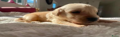 Benji