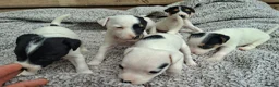 Jack Russell dogs for sale: Outstanding Jack Russel puppies - Advert 3