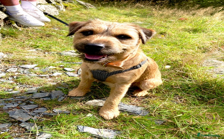Mixed Breed dogs - Advert 1