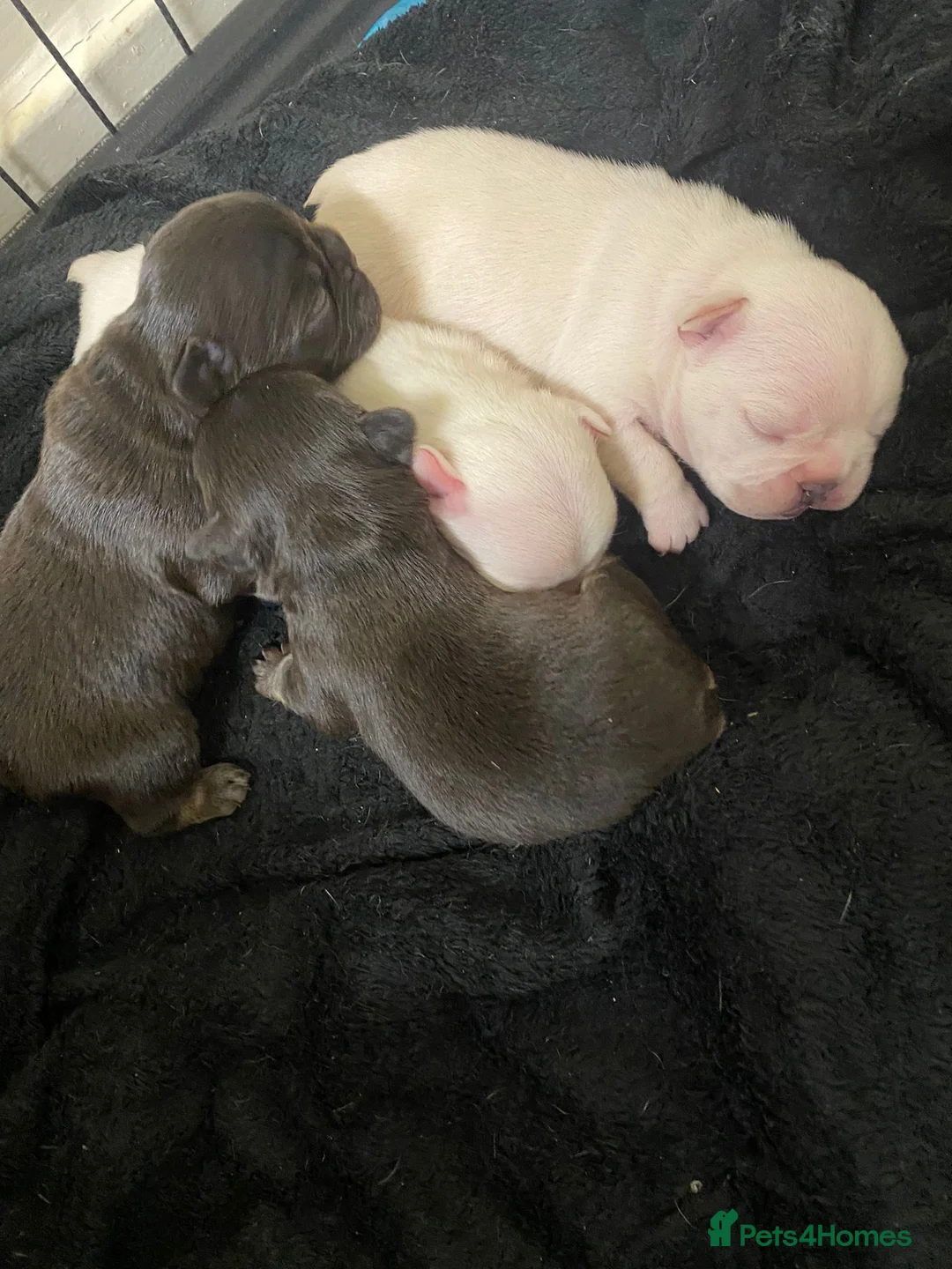French Bulldog dogs for stud: 🦍SHORTTY🦍 SPECIAL OFFER WON'T GET CHEAPER 🔥🔥 in Northampton - Advert 14