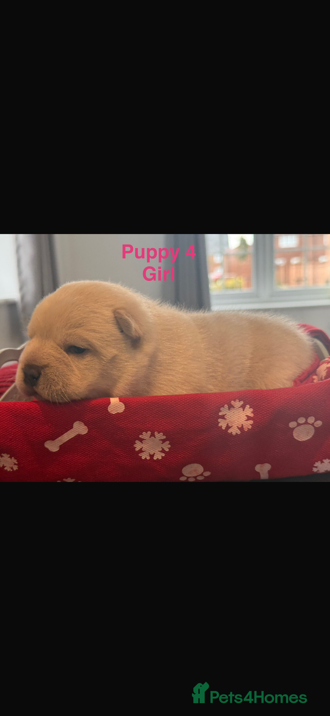 Mixed Breed dogs for sale: French chow puppies  - Advert 16