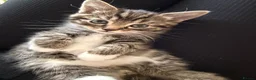 Mixed Breed cats for sale: 🐾 2 Beautiful Male Kittens Ready for Homes 🐾 in Ipswich - Advert 3