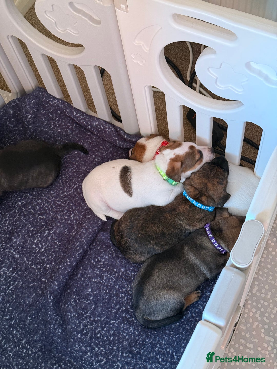 Mixed Breed dogs for sale: German Shepherd x Staffy x Jack Russell puppies  - Advert 11