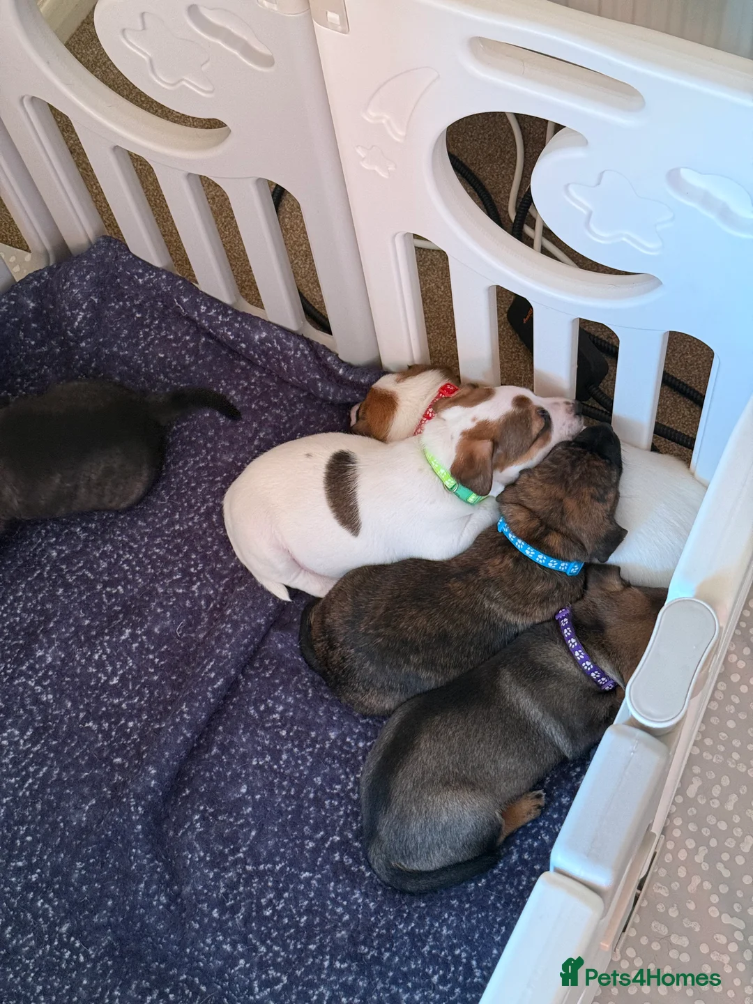 Mixed Breed dogs for sale: German Shepherd x Staffy x Jack Russell puppies  - Advert 11