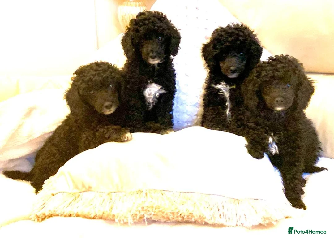 Toy Poodle dogs for stud: KC PROVEN toy poodle male for stud in Gerrards Cross - Advert 17