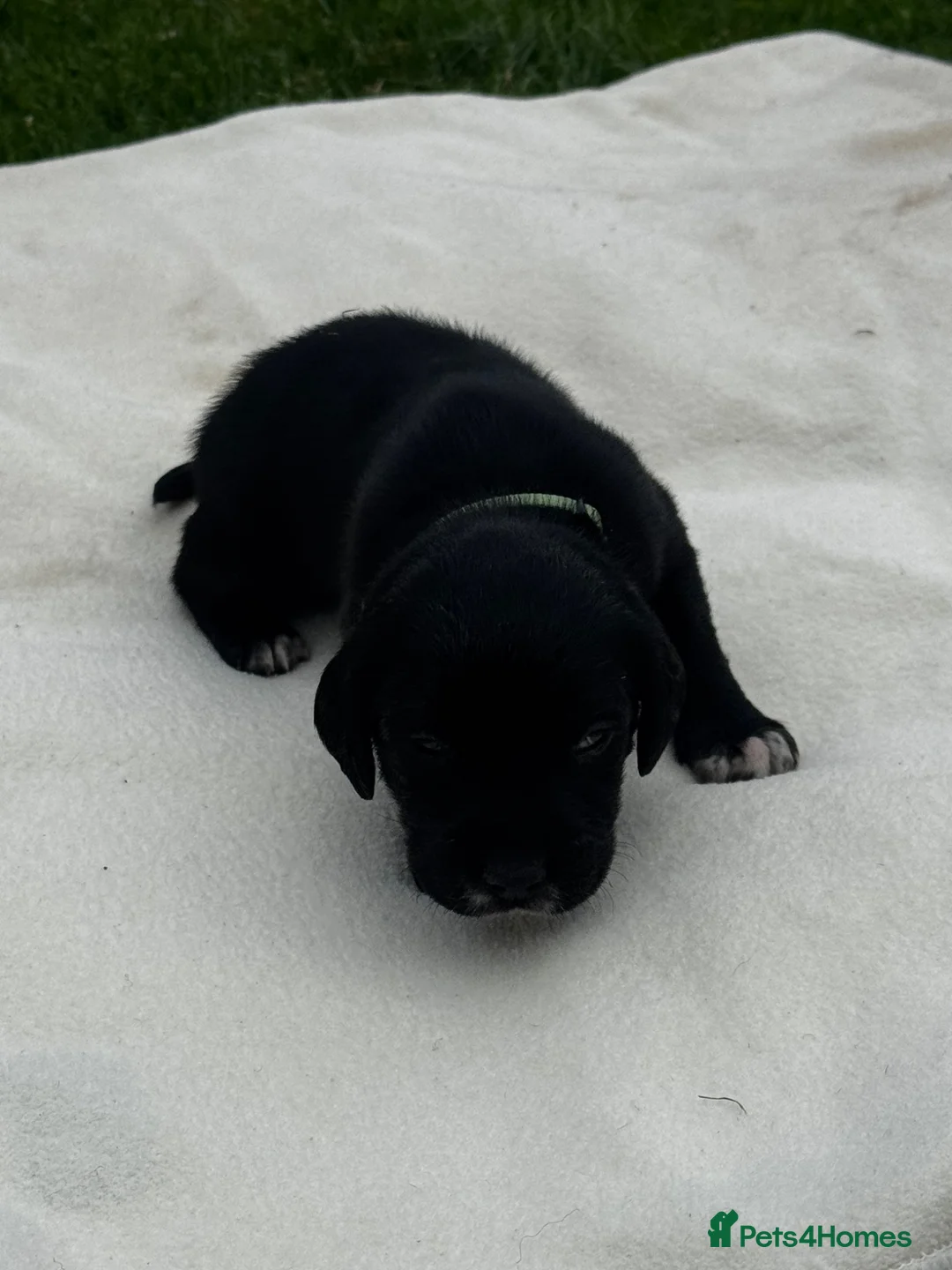 Springador dogs for sale: Springador in Droitwich - Advert 2