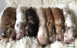 Cocker Spaniel dogs for sale: Show Type Health Tested, KC Reg puppies  - Image 5