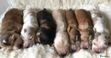 Cocker Spaniel dogs - Advert 13