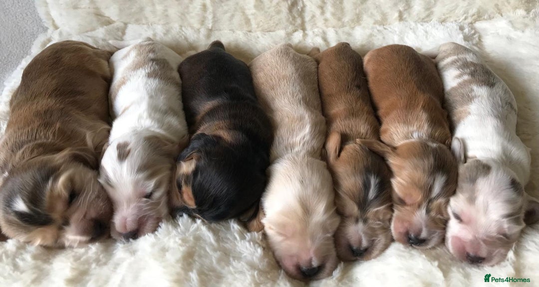 Cocker Spaniel dogs for sale: Show Type Health Tested, KC Reg puppies  - Image 5