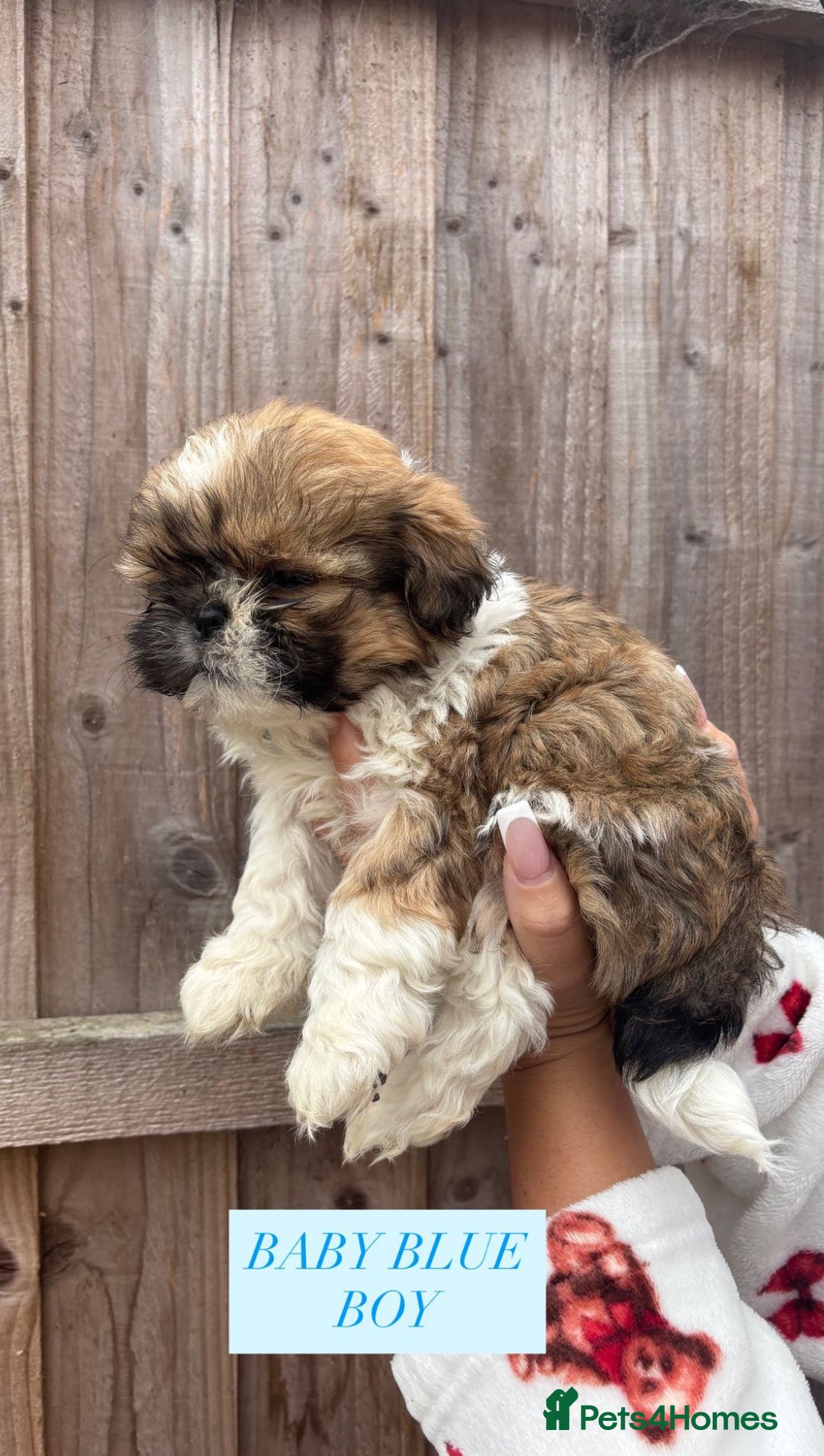 Shih Tzu dogs for sale: Shih tzu  - Image 15